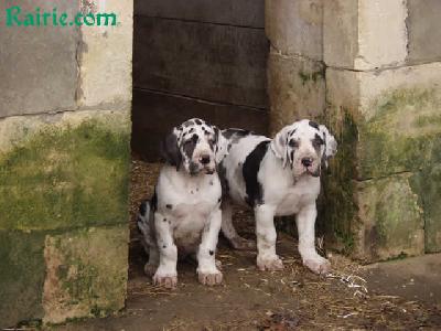 Tchaka Des Terres De La Rairie