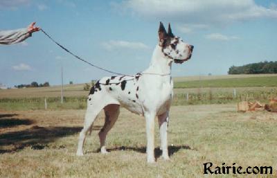 Ch Romane Des Apollons De La Pile
