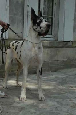 Ch Romane Des Apollons De La Pile