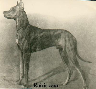 Ch Sepp Von Hackenkreuz