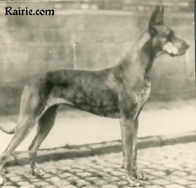 Ch Capraja Von Birkenhof