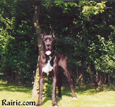 Ch Prince Noir Des Terres De La Rairie