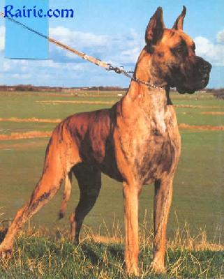 Danilo Von Rocas Melody