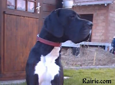 Ramses 2 Des Terres De La Rairie