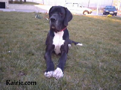 Ramses 2 Des Terres De La Rairie