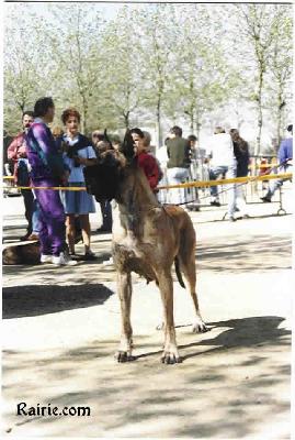 Ch Gypsie Des Petites Vernieres