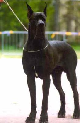 My Beverly Hills De La Benjamine