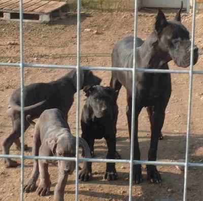 Ripley Du Ruisseau De Montbrun