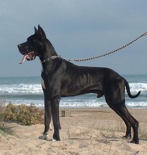 Raker Du Mourre Dagnies