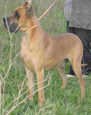 Rapso De La Benjamine