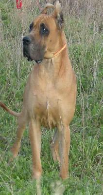 Rapso De La Benjamine