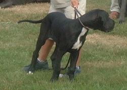 Talismane Du Mourre Dagnies