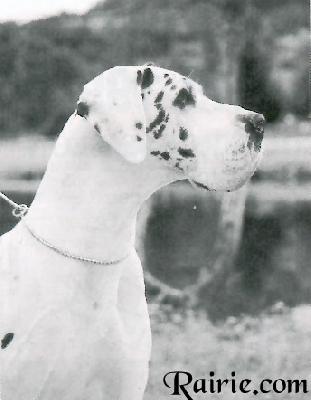 Ch Iyearling De Fortuna Majeur