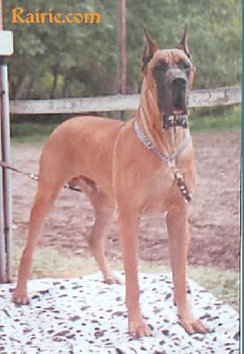 Ch Oscar Fauve Des Terres De La Rairie