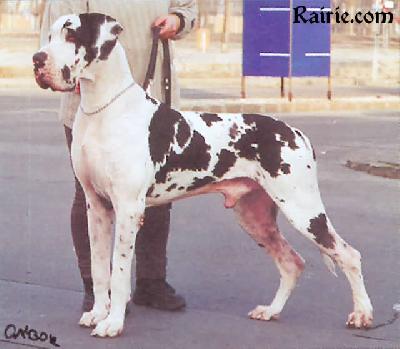 Ch Amon Dog Eros Buczu