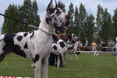 Ch Salmanazar De La Benjamine