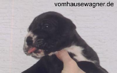 Cato Von Den Unbestechlichen Riesen