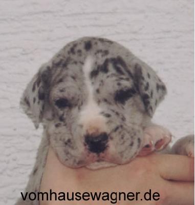 Conan Von Den Unbestechlichen Riesen