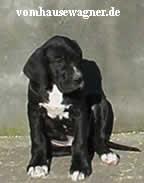 Cicero Von Den Unbestechlichen Riesen