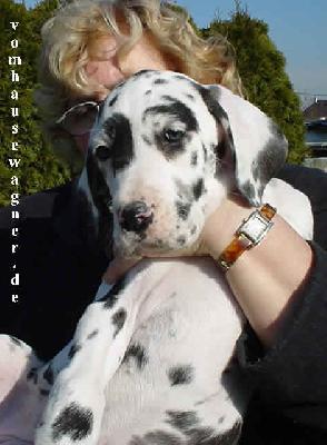 Charisma Von Den Unbestechlichen Riesen