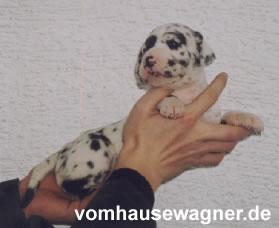 Charisma Von Den Unbestechlichen Riesen