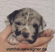 Chianti Von Den Unbestechlichen Riesen