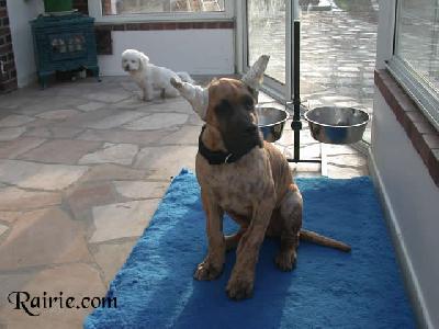 Tango Des Terres De La Rairie