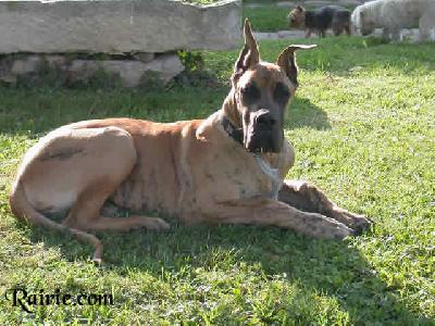 Tango Des Terres De La Rairie