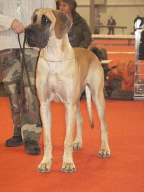 Tatoo Des Terres De La Rairie