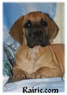 Tatoo Des Terres De La Rairie