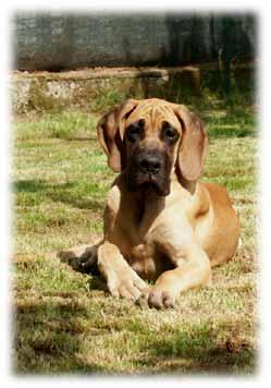 Tatoo Des Terres De La Rairie