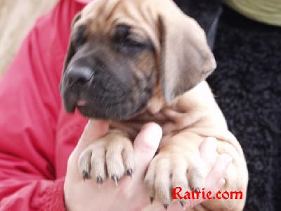 Trey Des Terres De La Rairie