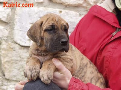 Ch Thessa Des Terres De La Rairie