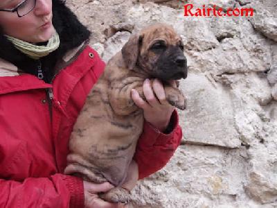 Tropik Flower Des Terres De La Rairie