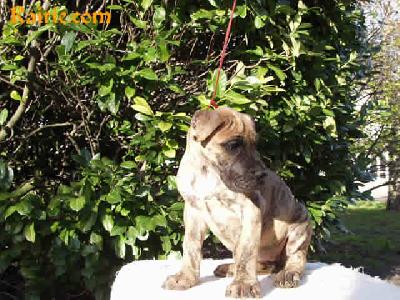 Tropik Flower Des Terres De La Rairie