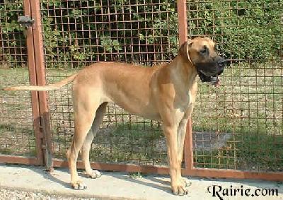 Teckie Des Terres De La Rairie