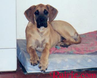 Teckie Des Terres De La Rairie