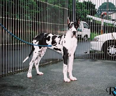 Tristan Des Terres De La Rairie