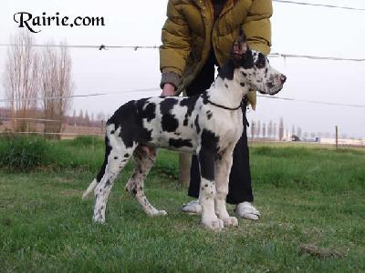 Tristan Des Terres De La Rairie