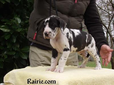 Tristan Des Terres De La Rairie