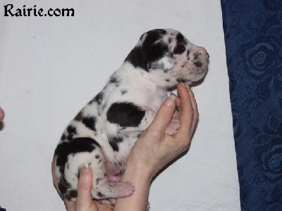 Tristan Des Terres De La Rairie