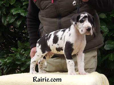 Tristan Des Terres De La Rairie