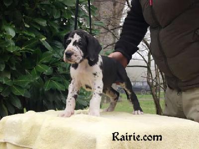 Thor Des Terres De La Rairie