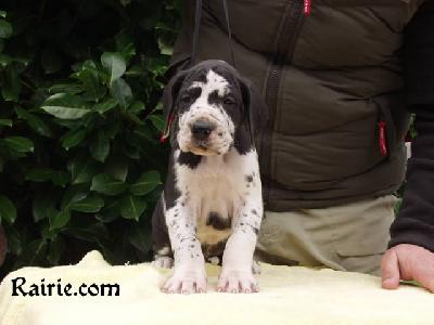 Thor Des Terres De La Rairie