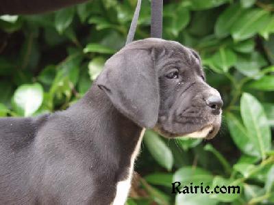 Taika-tuuli Des Terres De La Rairie