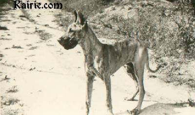 Bjarki Von Birkenhof