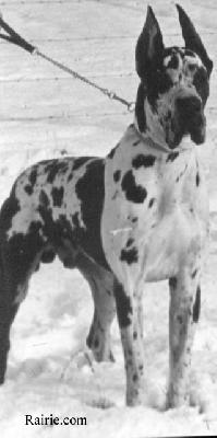 Ch Nitsir De Montbrien