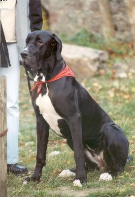 Gina Von Blue Ground