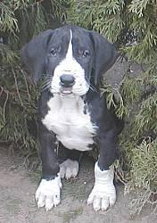 Grace Von Blue Ground