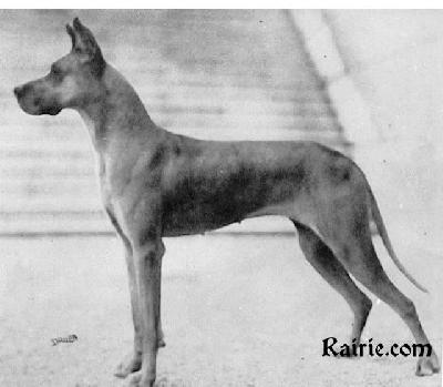 Ch Christa Vom Simbach